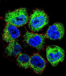 GTF2H2C Antibody (C-term)